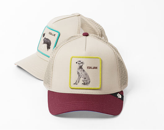 Kappe Goorin - Shadow Italian Greyhound - Scout